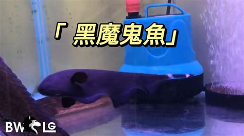 黑魔鬼魚混養